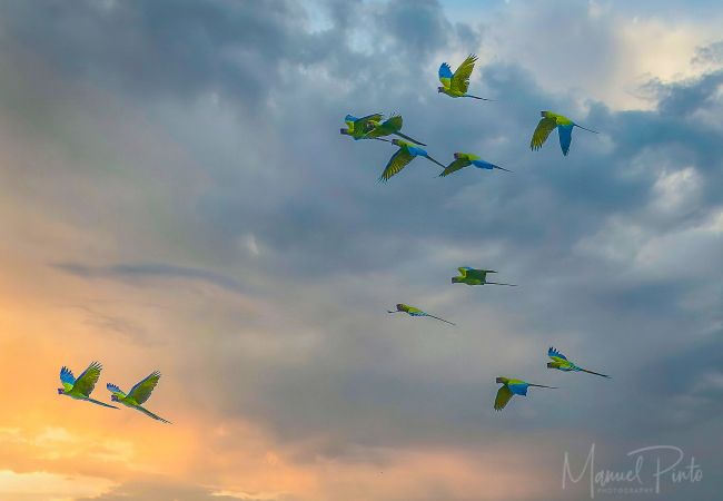 Villa à Punta Uva - Villa Toucan - Romantic Oceanview Paradise with FibOp Internet Villa à Punta Uva - Villa Toucan - Romantic Oceanview Paradise with FibOp Internet