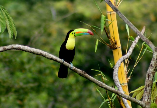 Villa à Punta Uva - Villa Toucan - Romantic Oceanview Paradise with FibOp Internet Villa à Punta Uva - Villa Toucan - Romantic Oceanview Paradise with FibOp Internet