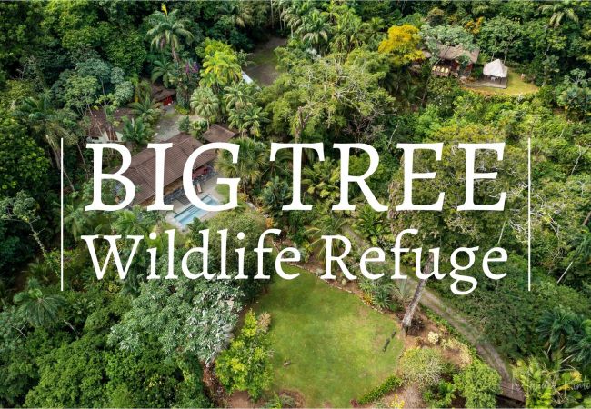 Villa in Punta Uva - Big Tree Wildlife Refuge Retreat Center with Pool